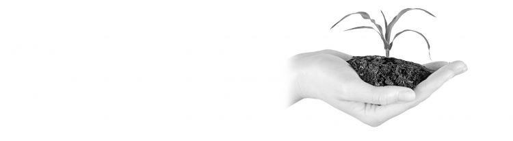 hand hält erde mit junger pflanze – symbol für wachstum, nachhaltigkeit und digitale entwicklung